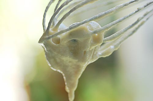 WhiskwithBatter WhiskwithBatter