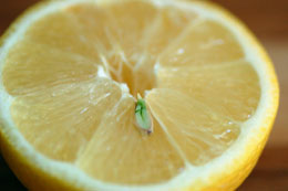 lemon lemon