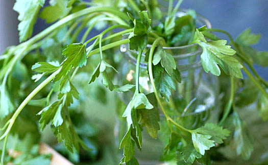 Parsley Parsley