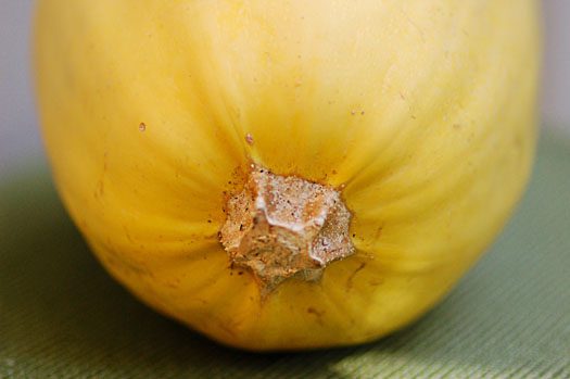 squash6 squash6