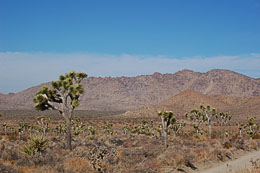 Desert1