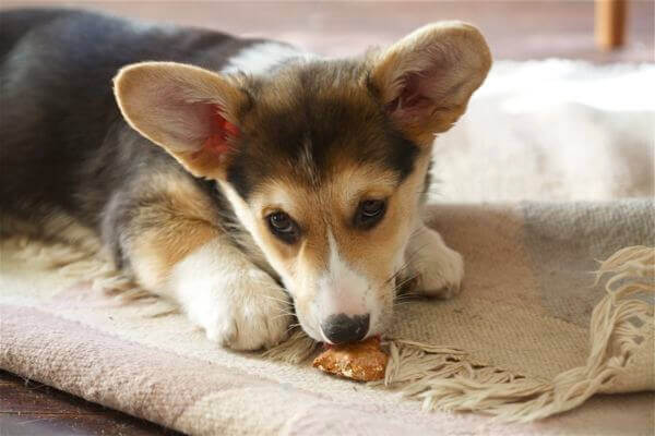 corgi puppy treats