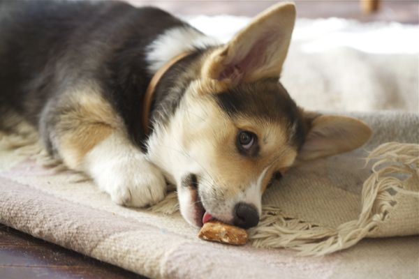 corgi puppy treats