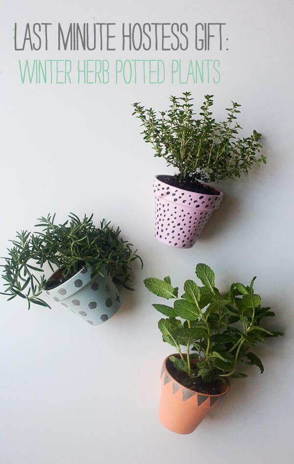 DIY: Last Minute Hostess Gift - Potted Winter Herbs // www.acozykitchen.com