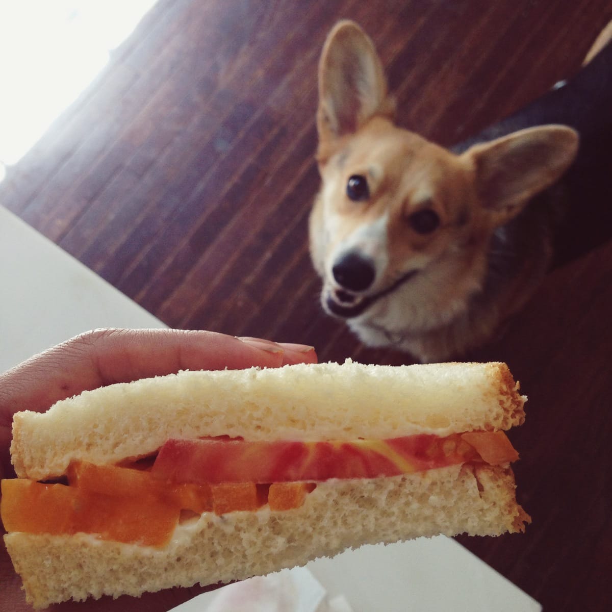 Tomato Sandwich with thick tomatoes. 