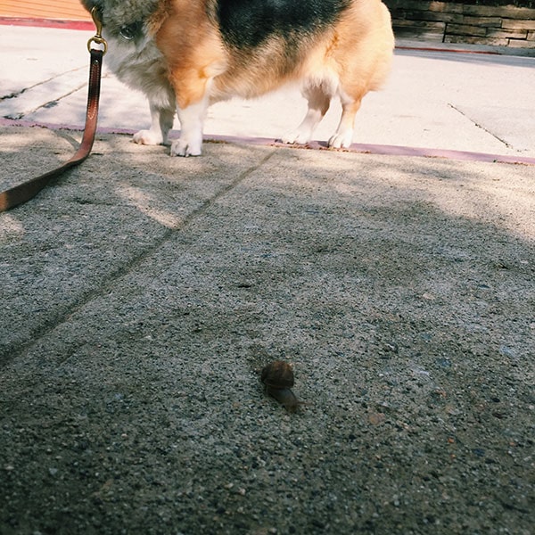 Snail