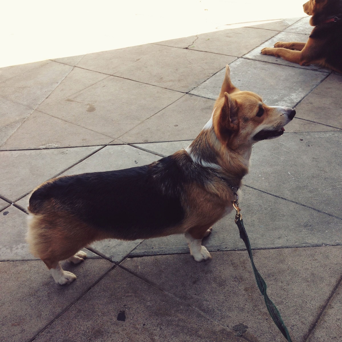 10 Things to Know About Corgis 
