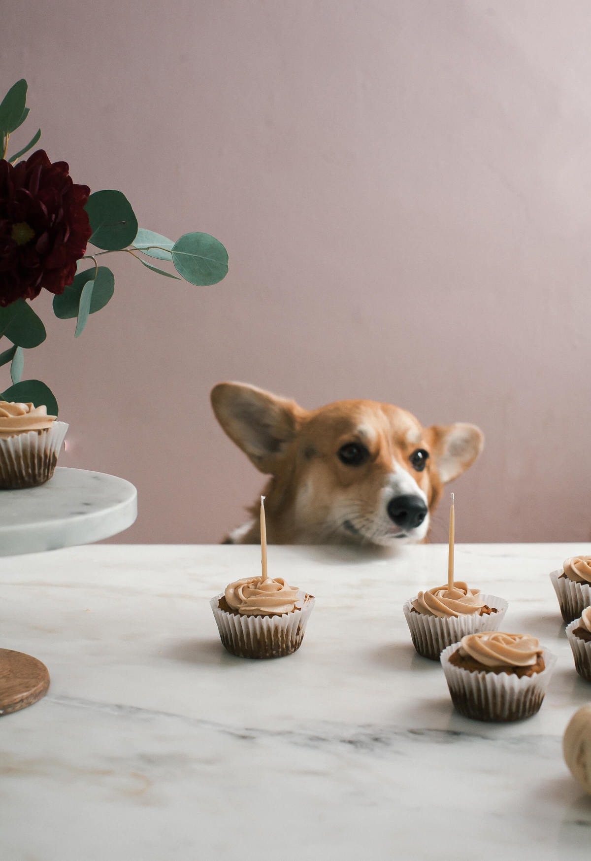 Pumpkin Pupcakes