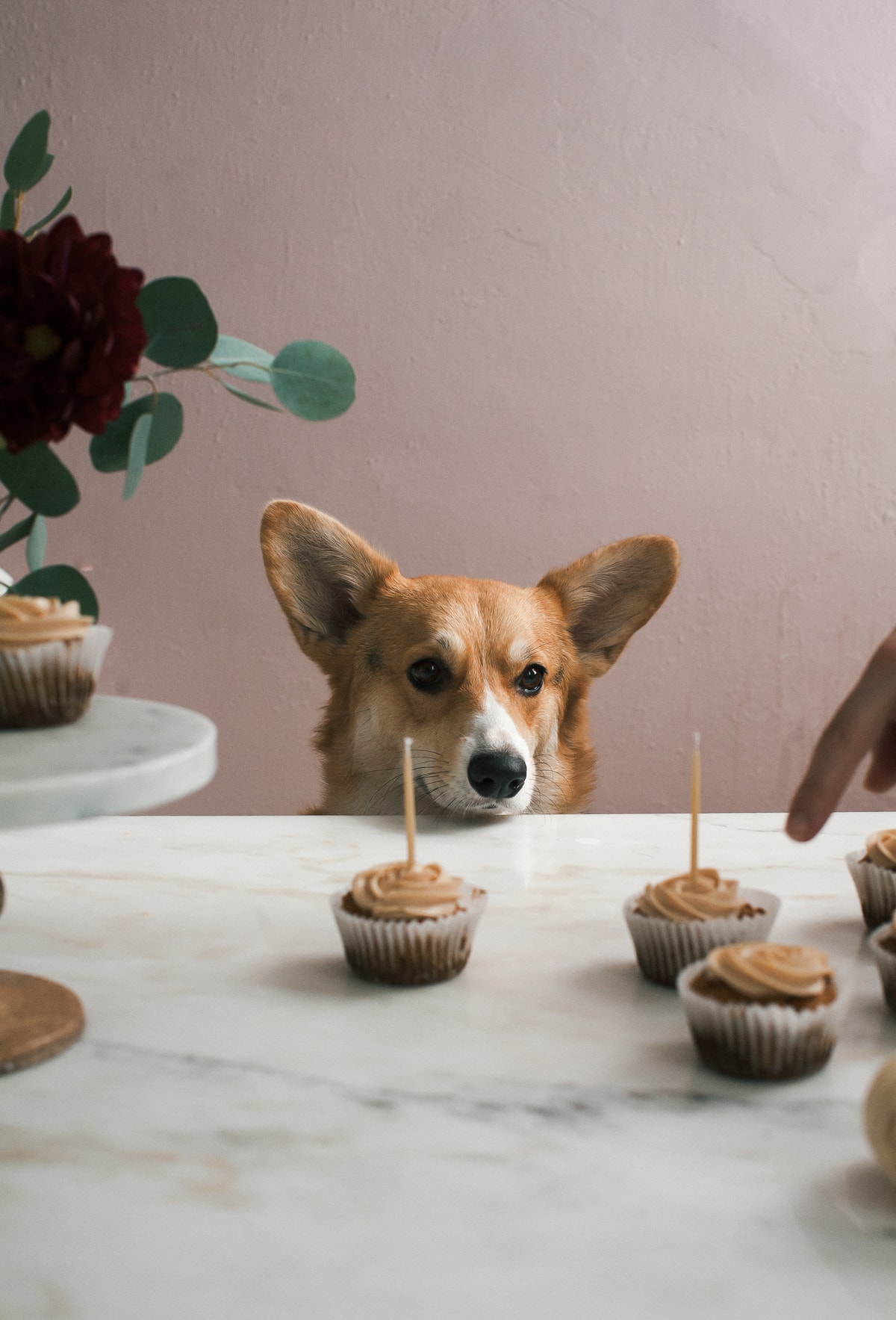 Pumpkin Pupcakes