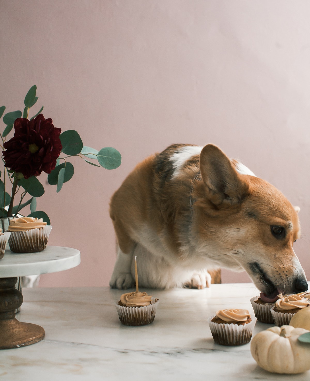 Pumpkin Pupcakes