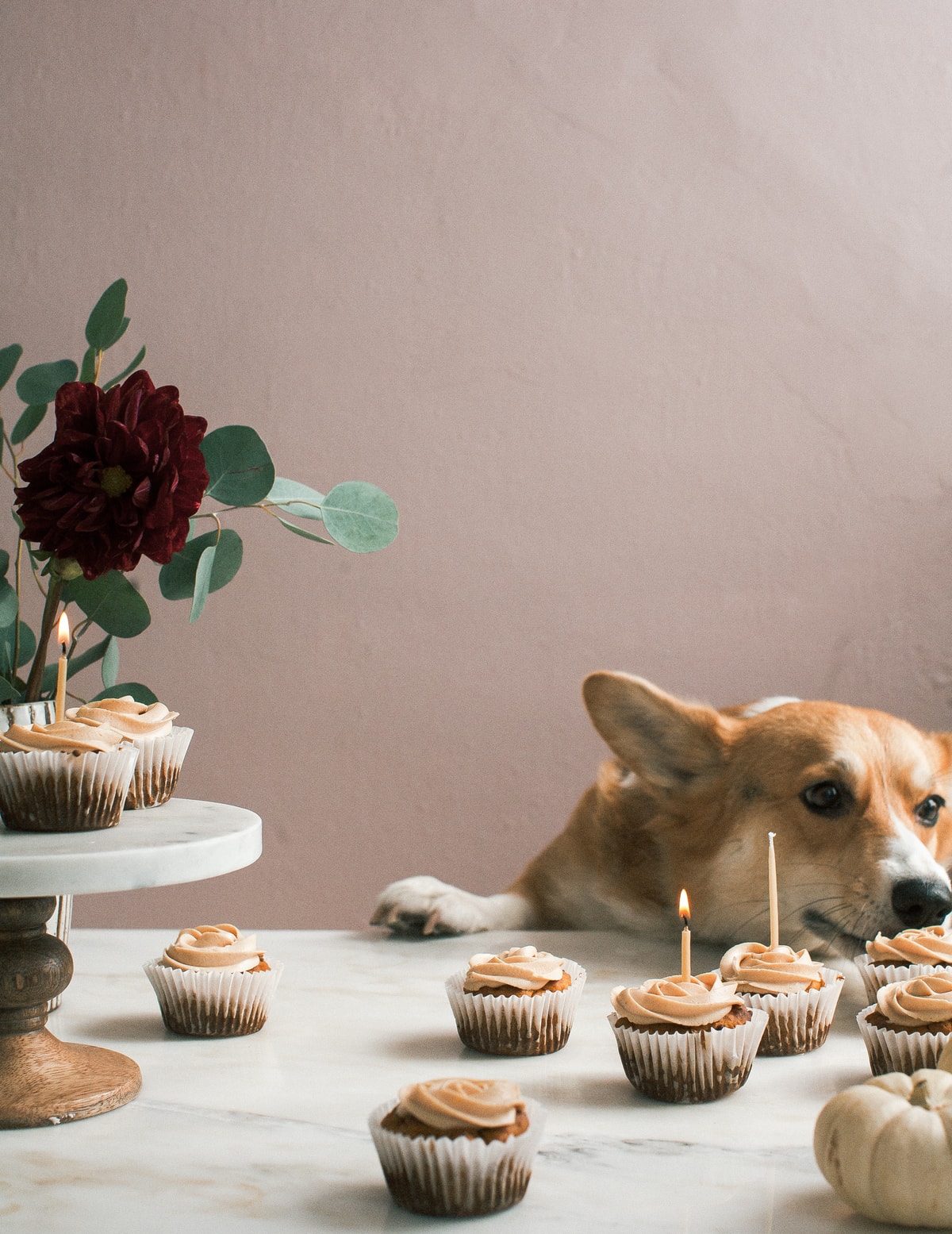 Pumpkin Pupcakes