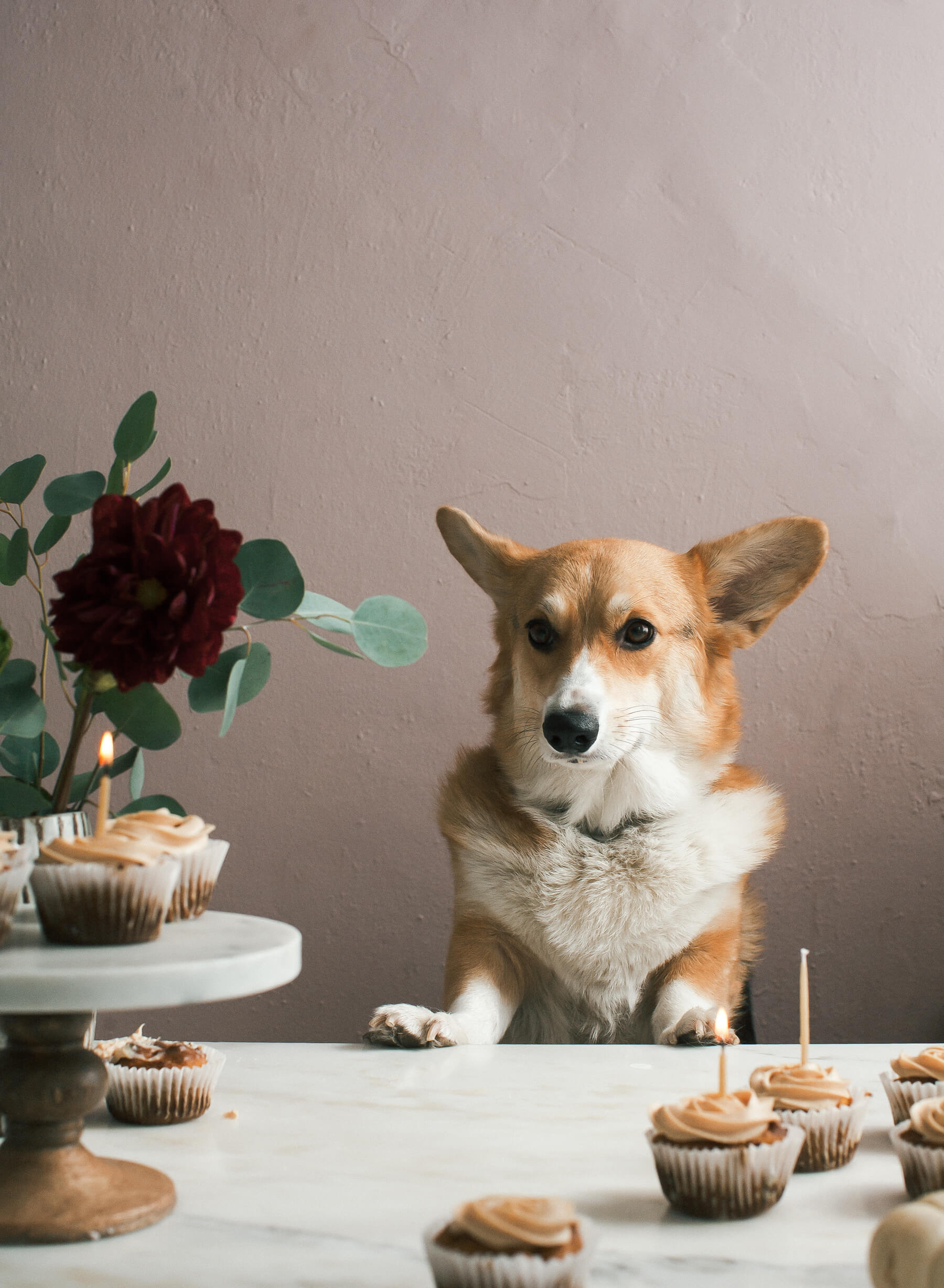 Pumpkin Pupcakes