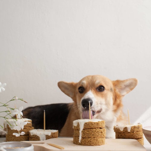 Grain-free dog cake with chickpea flour, yogurt frosting, and coconut toppings