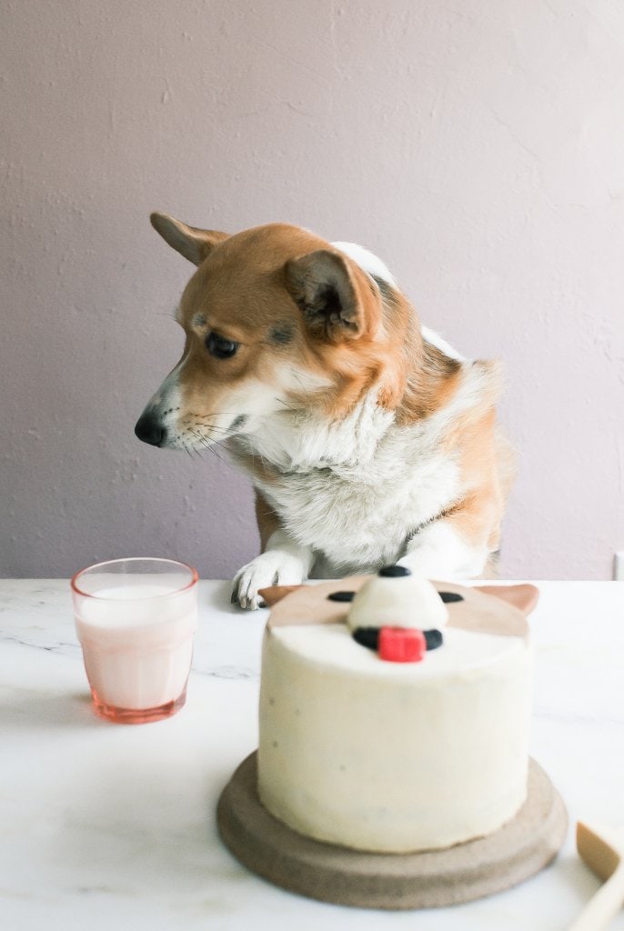 How to Make a Cake (and a Pug Cake, Too!) A Cozy Kitchen